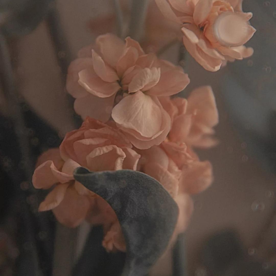樱花开的声音