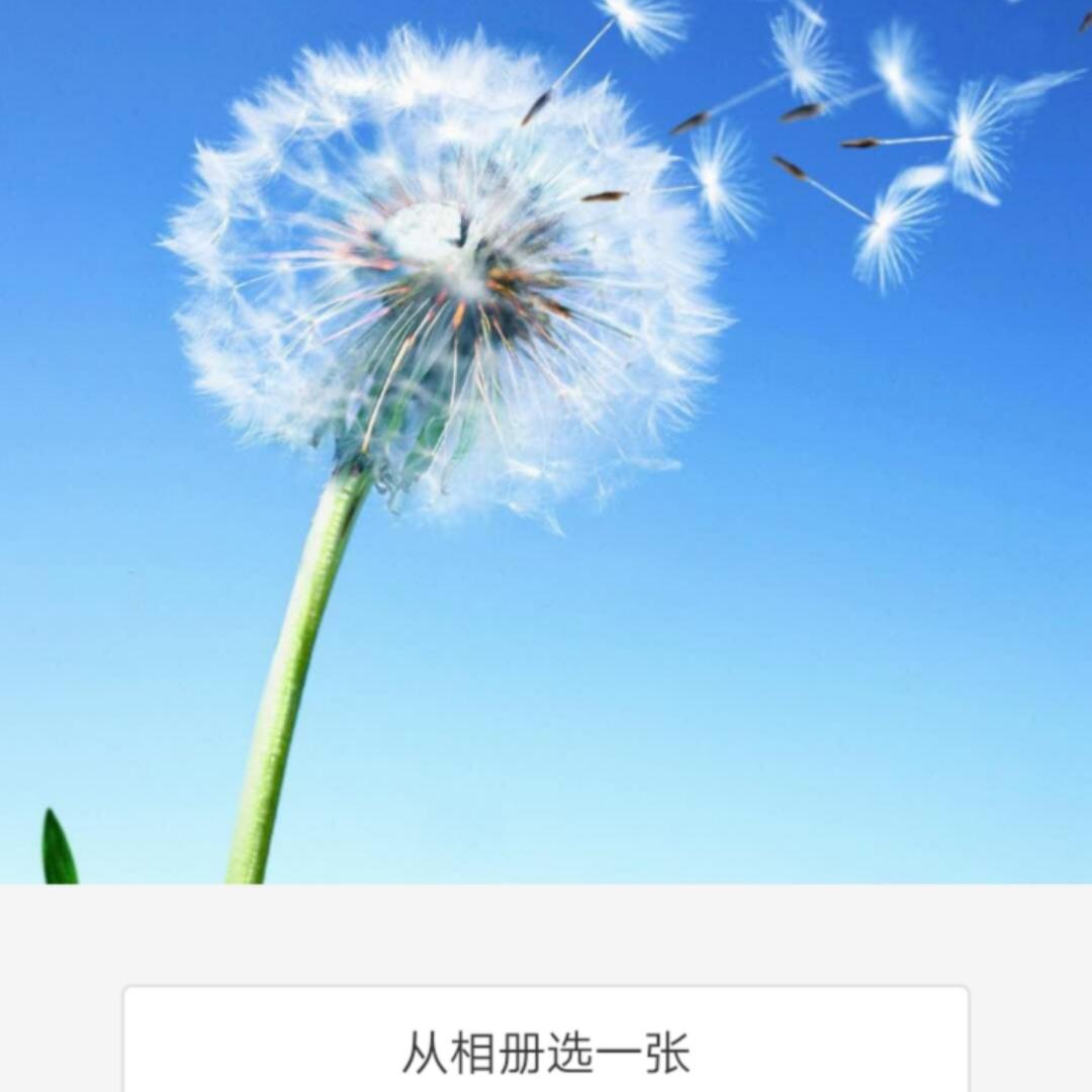肖肖的四叶草