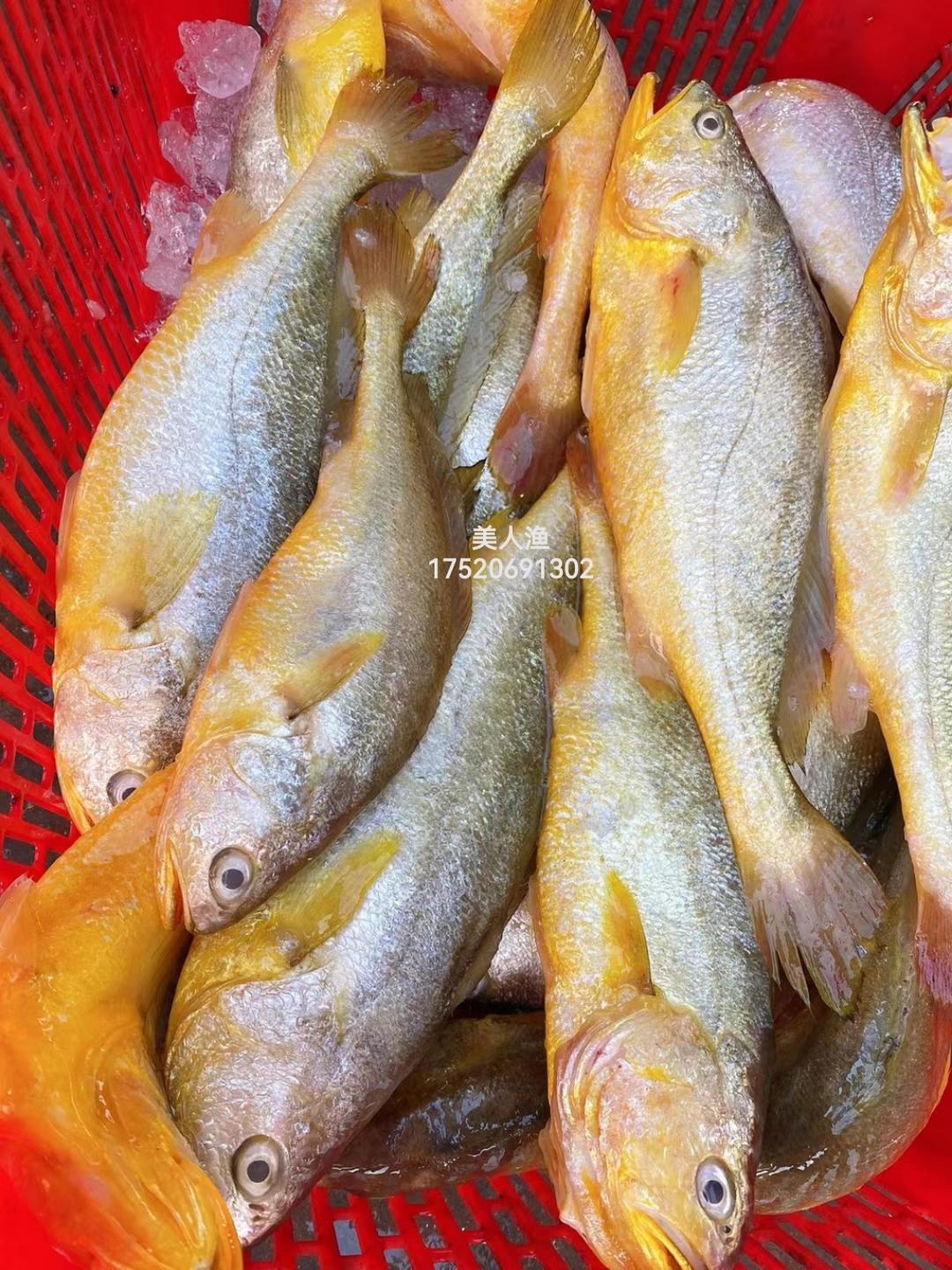 特级野生黄花鱼的做法