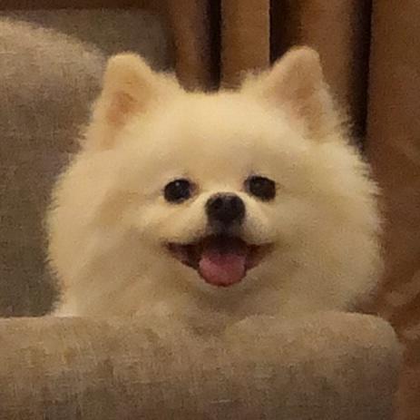 我有一只小博美