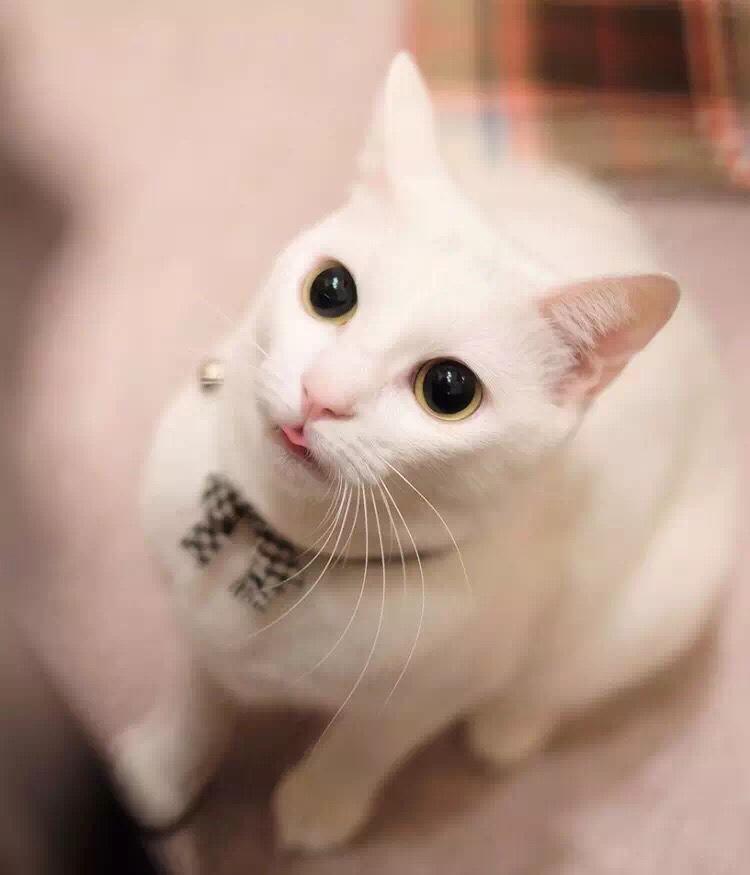 叫啥都有注册的