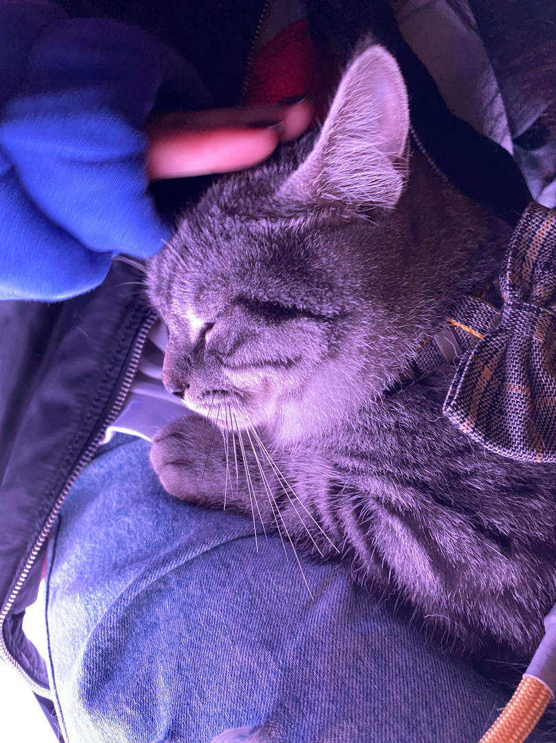 小猪妹514