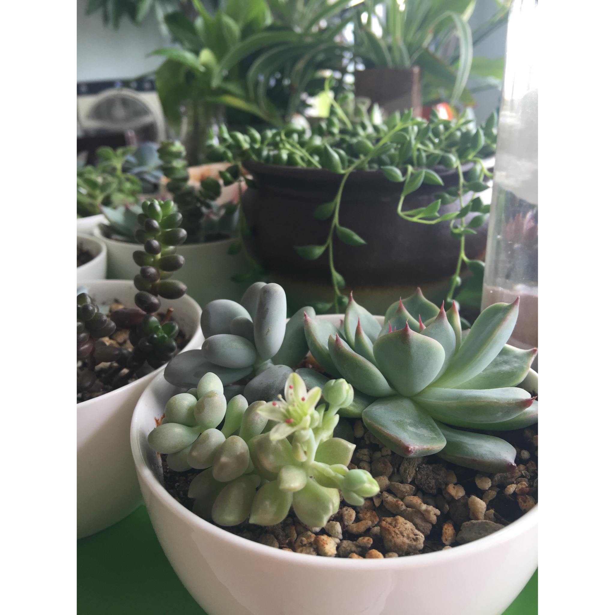 我的花花草草