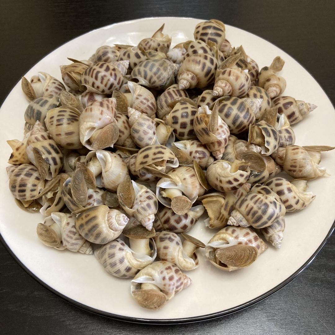 白灼花螺