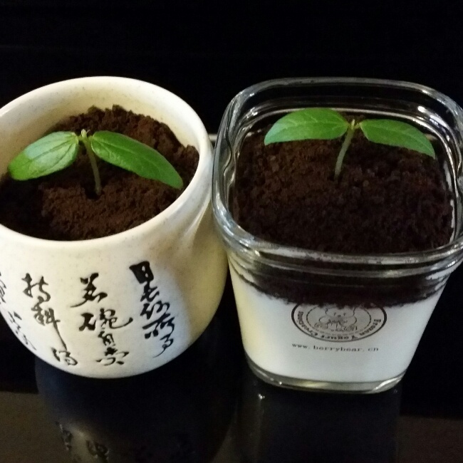 盆栽酸奶