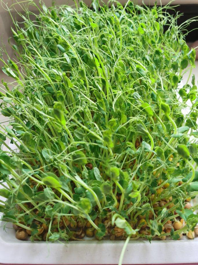 家庭水培豌豆苗