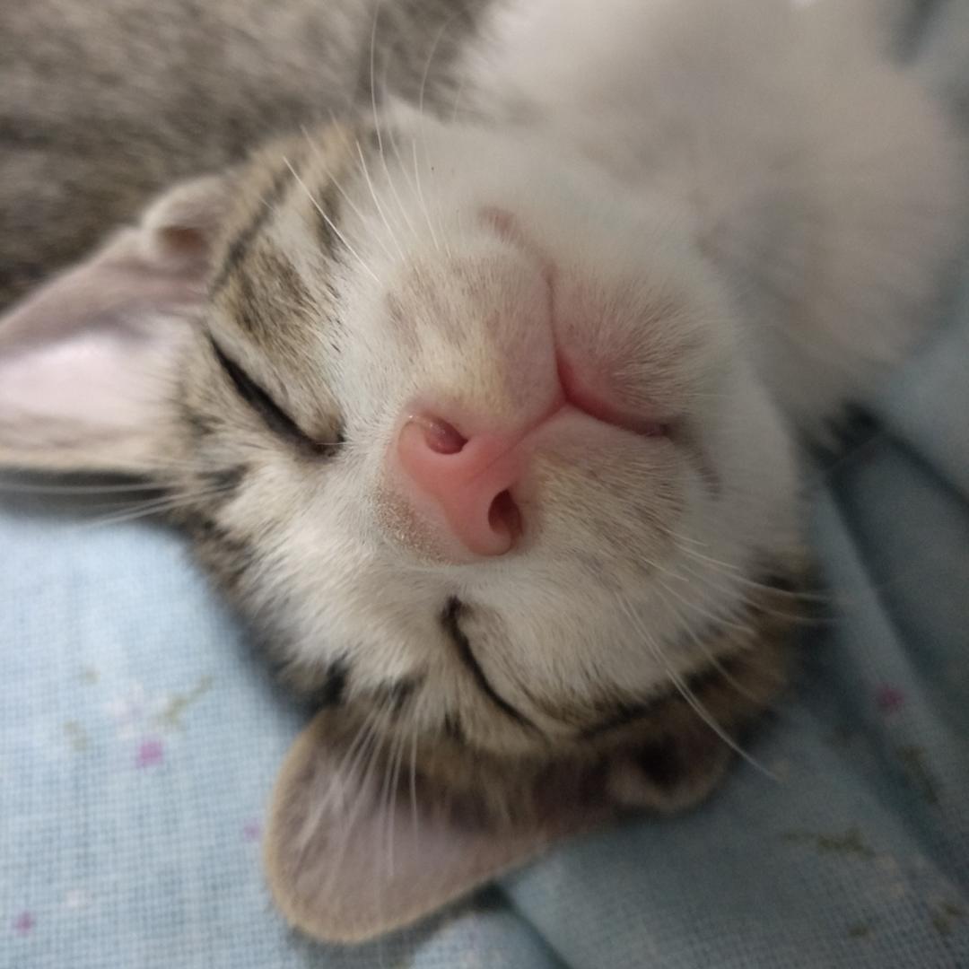 苗苗_miao