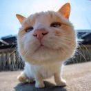 油不要乱崩啊啊