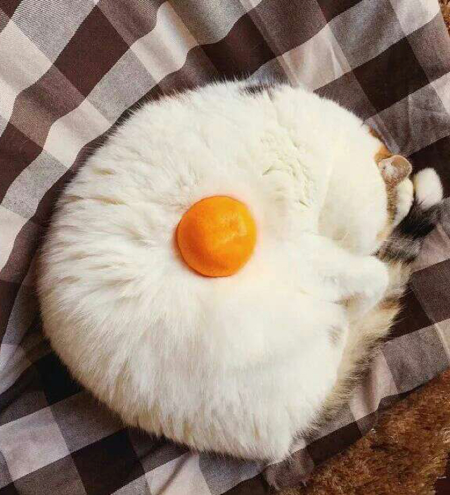 一池青草草何名Sally