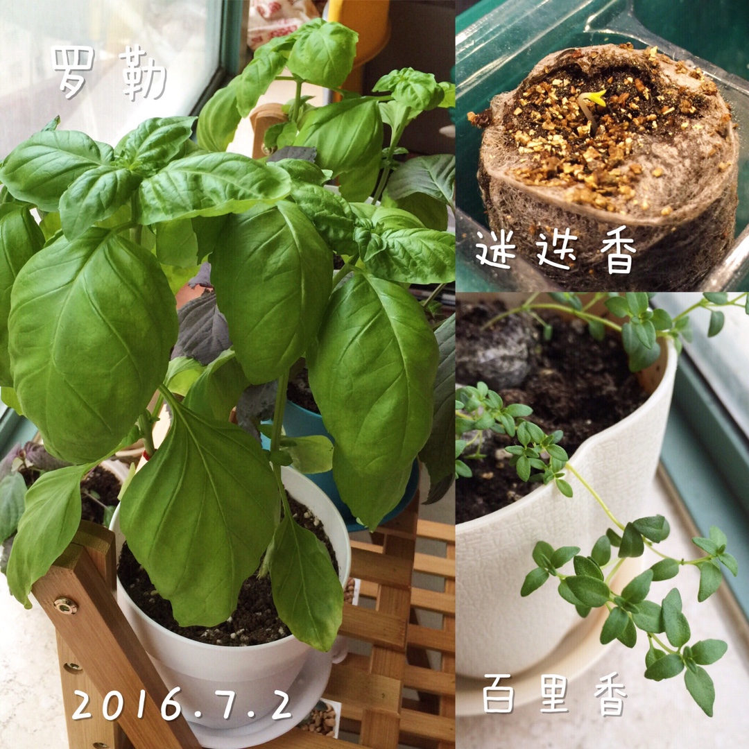 厨房种香草（tips大汇总…缓慢更新）