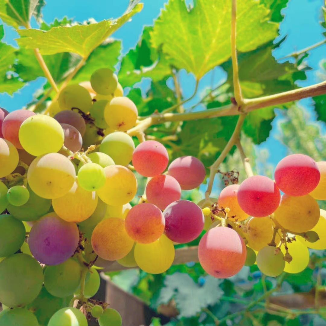 下厨房用户_w7x9