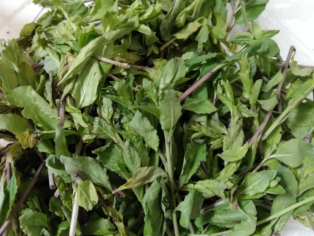 春天的野菜－枸杞头