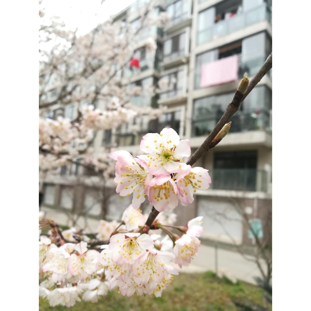 乍暖还寒风物诗