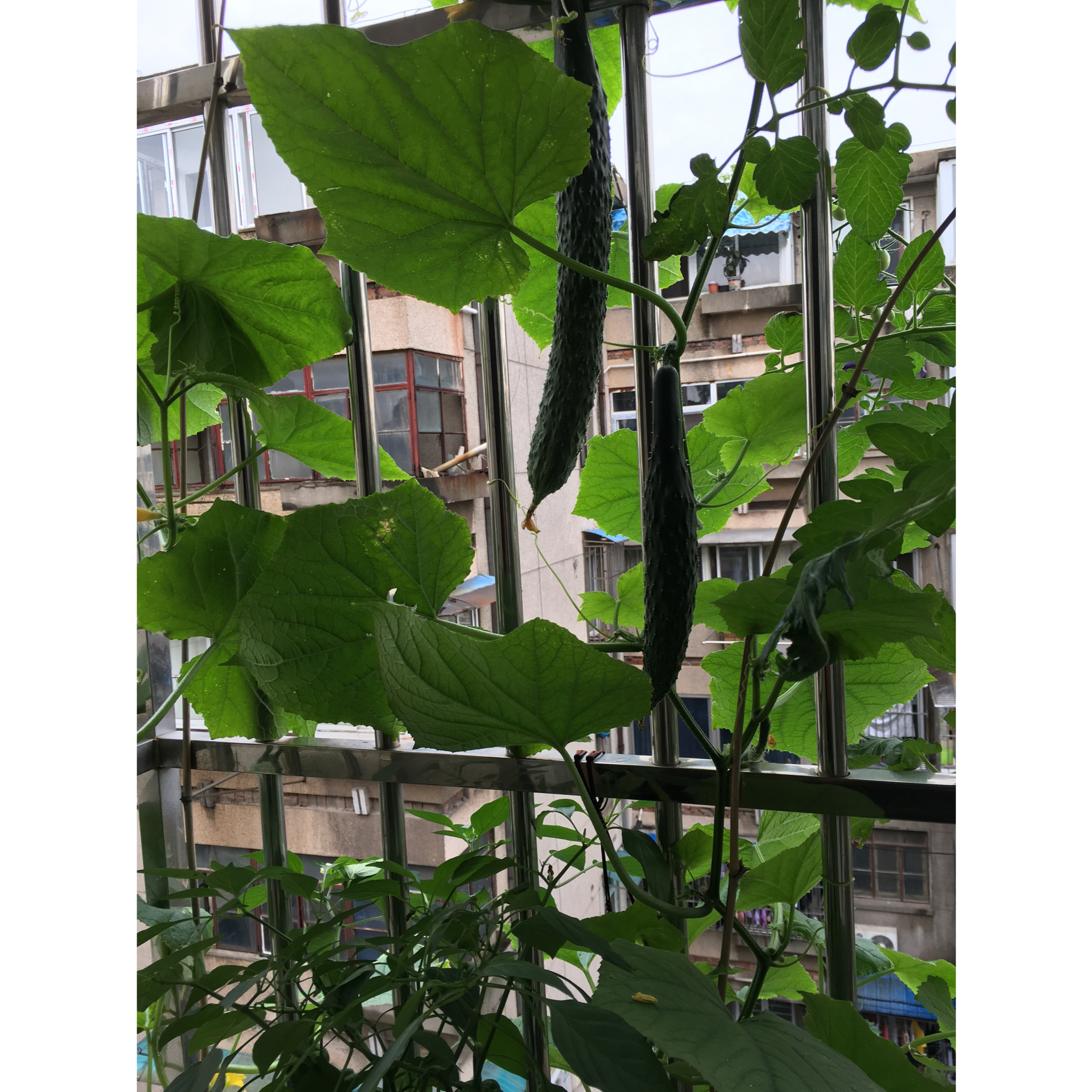 自己种的有机蔬菜