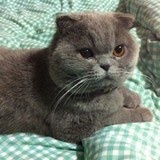 冷小翔家小小蓉