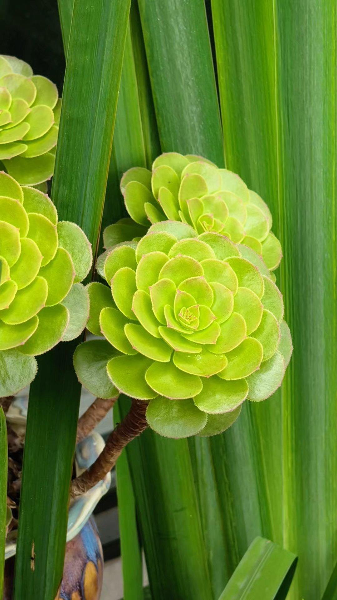 我的花园我的花