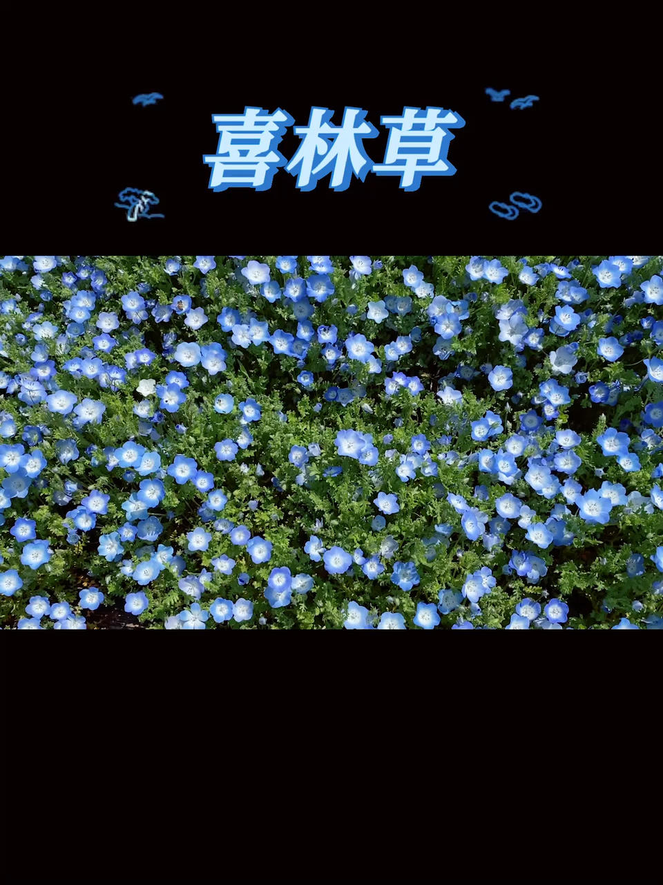 赏（樱）花纪行