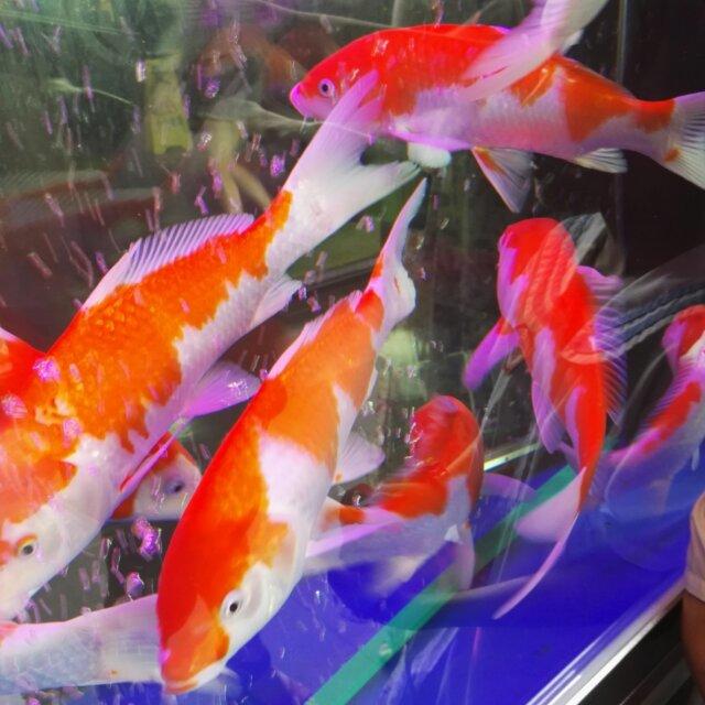 时尚小海豚的幻想的厨房