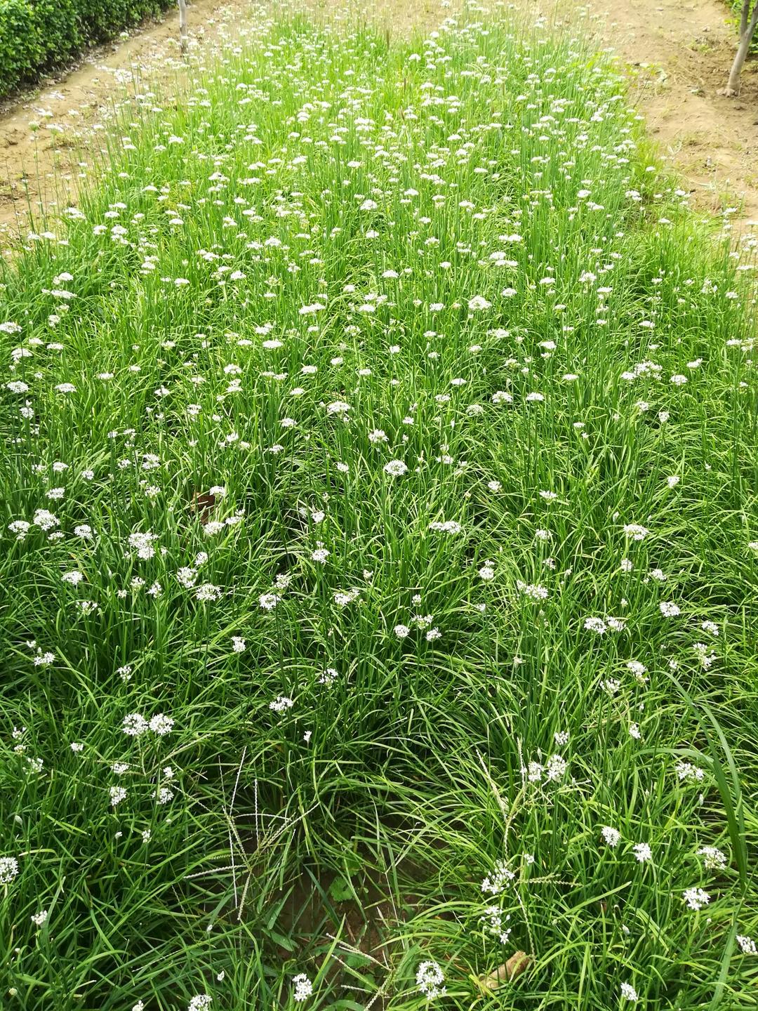 家庭自制韭菜花酱