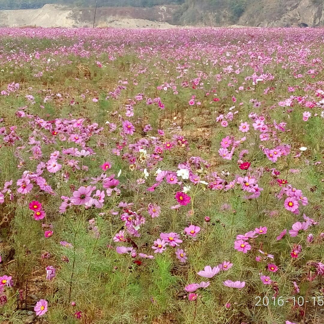 手机用户6872_7m16