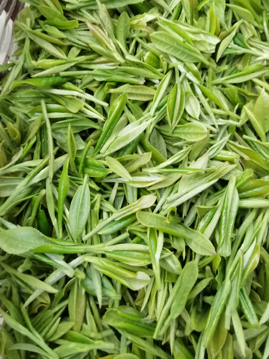 农家鲜绿茶制作的做法