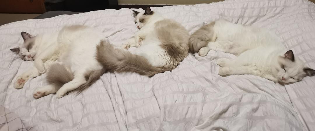 好吃的猫 兔兔菠萝油我啊谢谢的做法