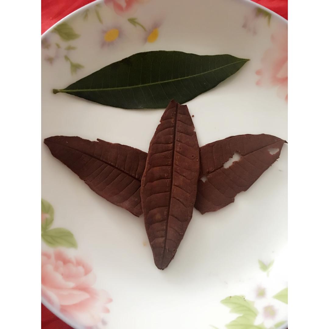 巧克力树叶