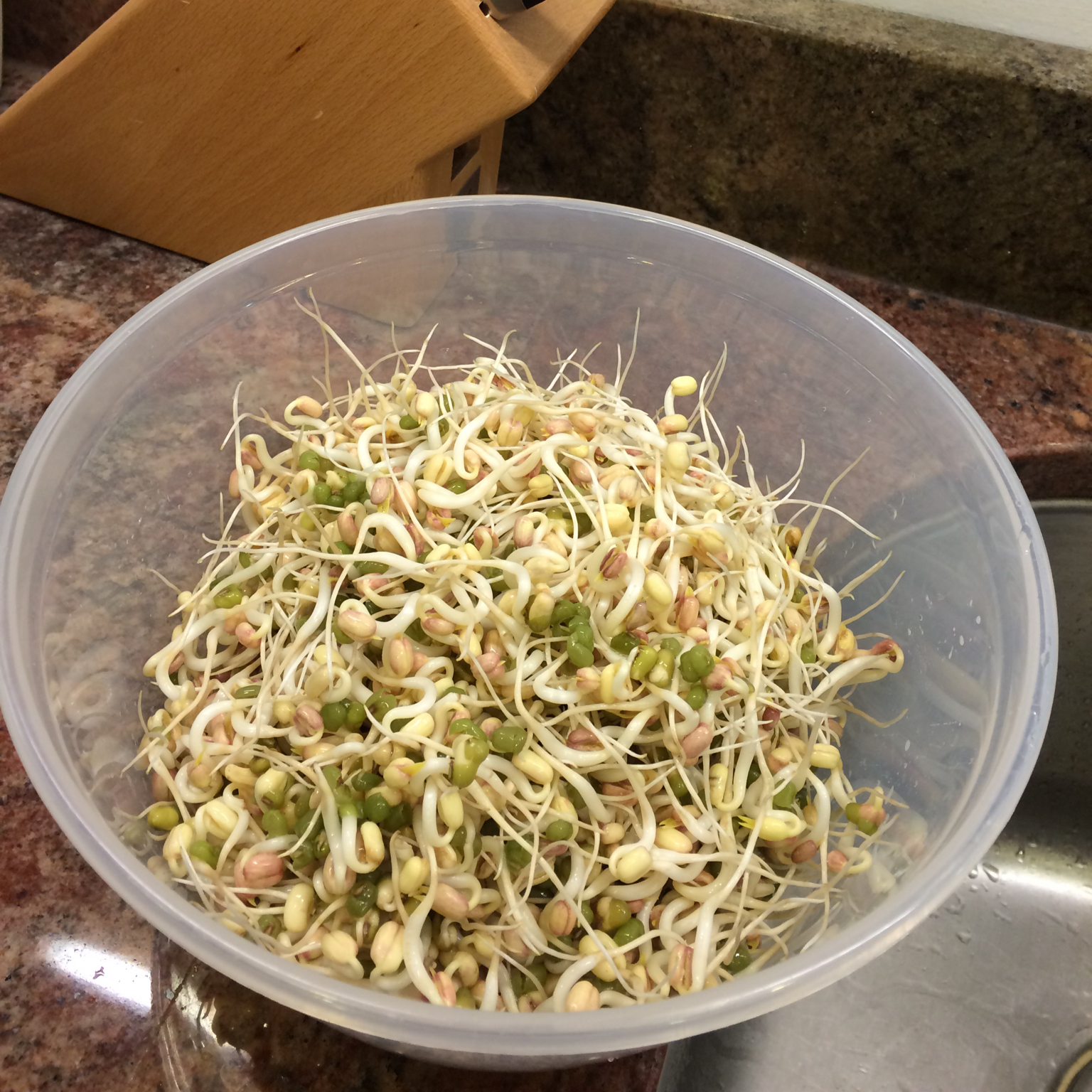自己发豆芽【果汁盒/大牛奶盒】