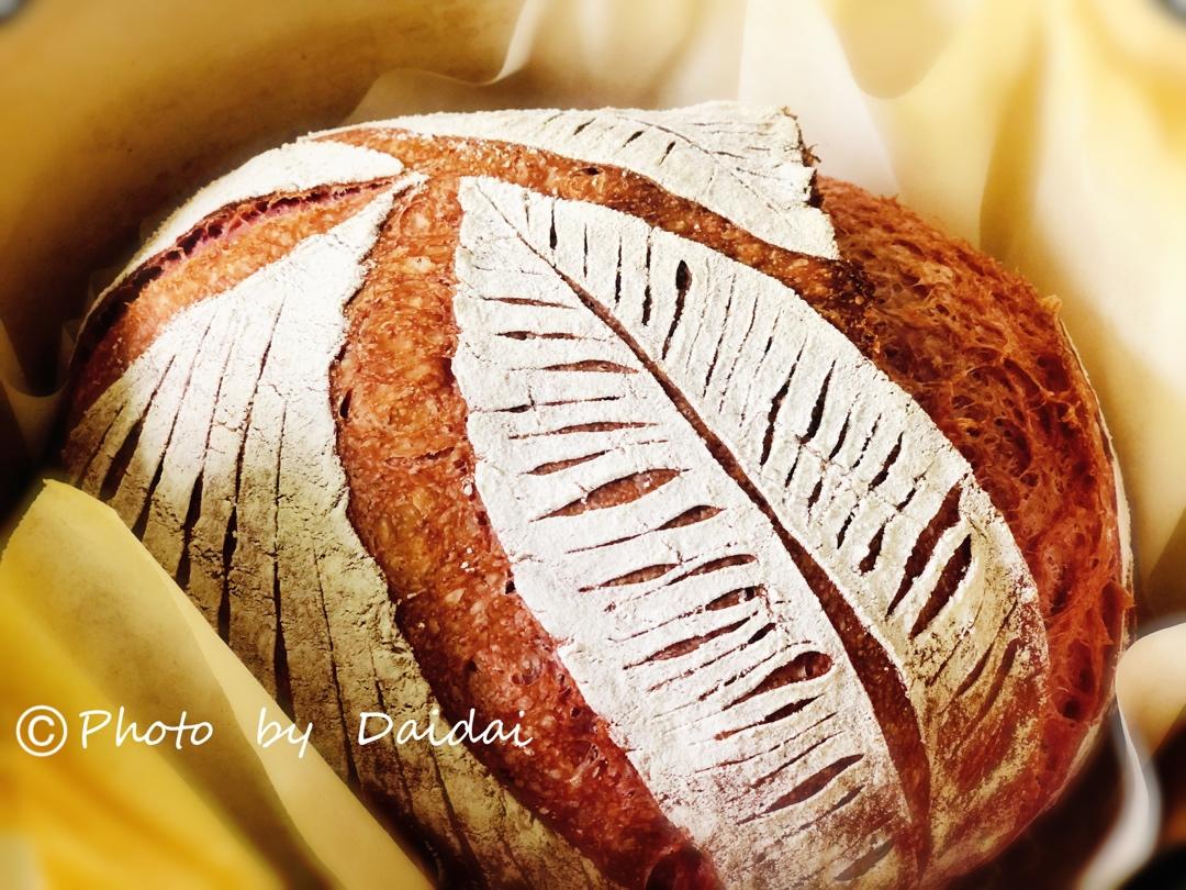 欧包 波兰种 割包视频