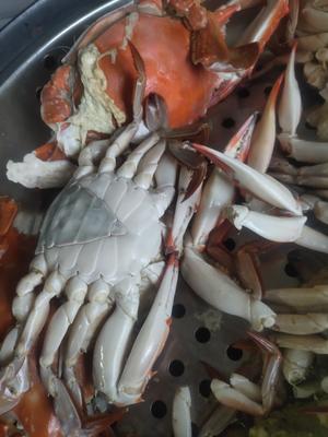清蒸梭子蟹（螃蟹）-最简单的原汁原味吃法的做法 步骤6