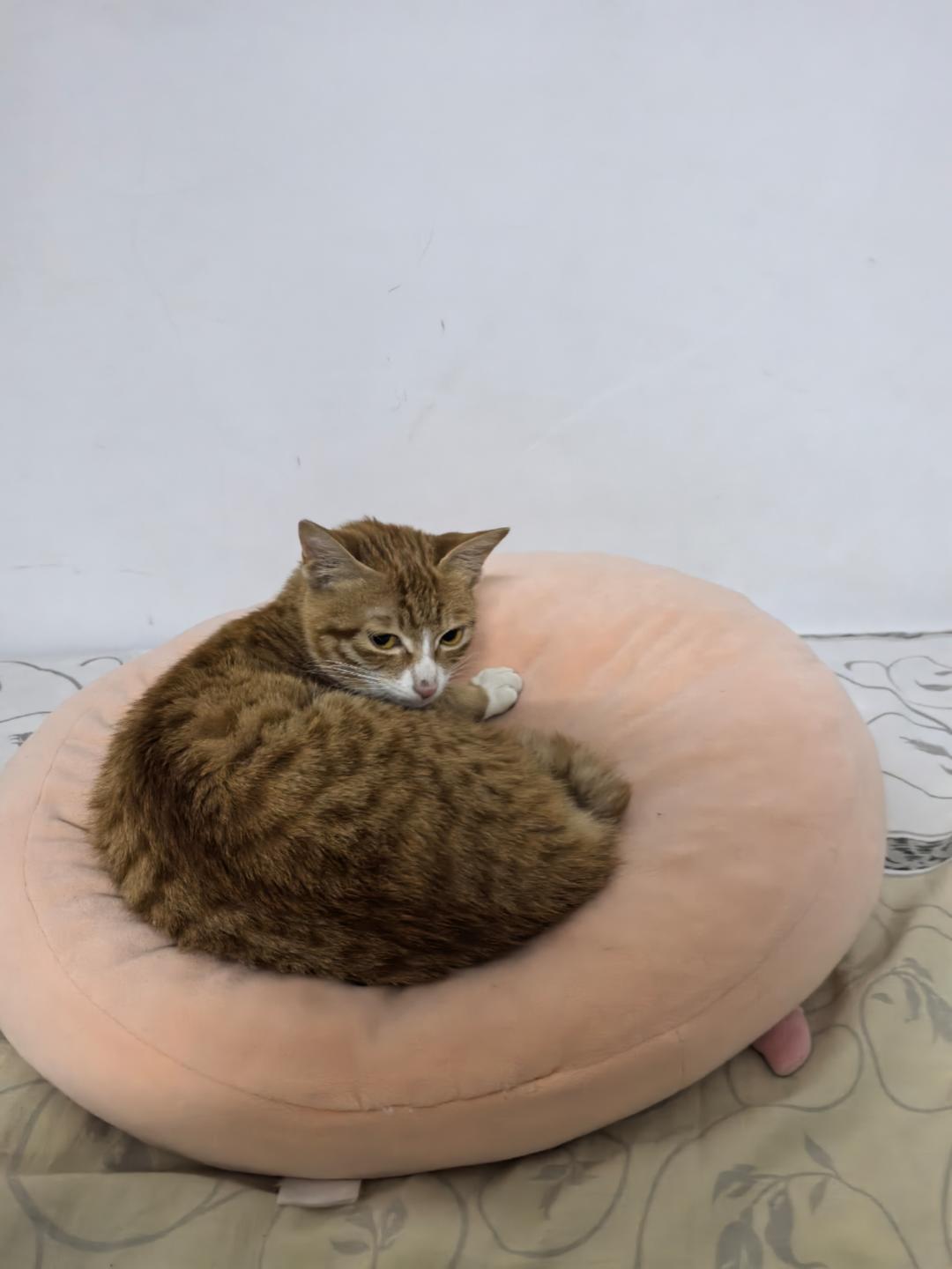 桃花潭水深千尺