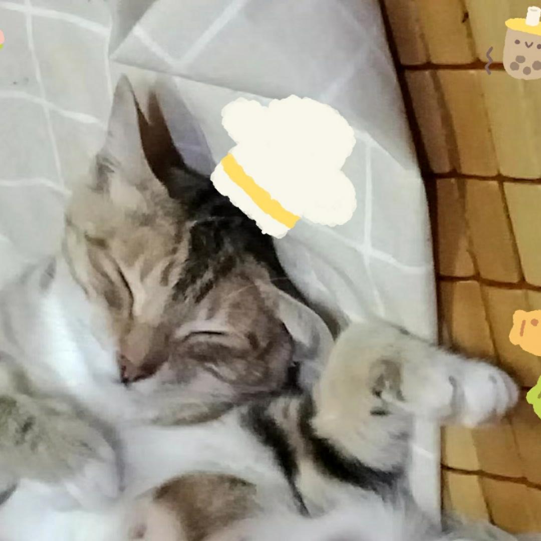 六豆喵