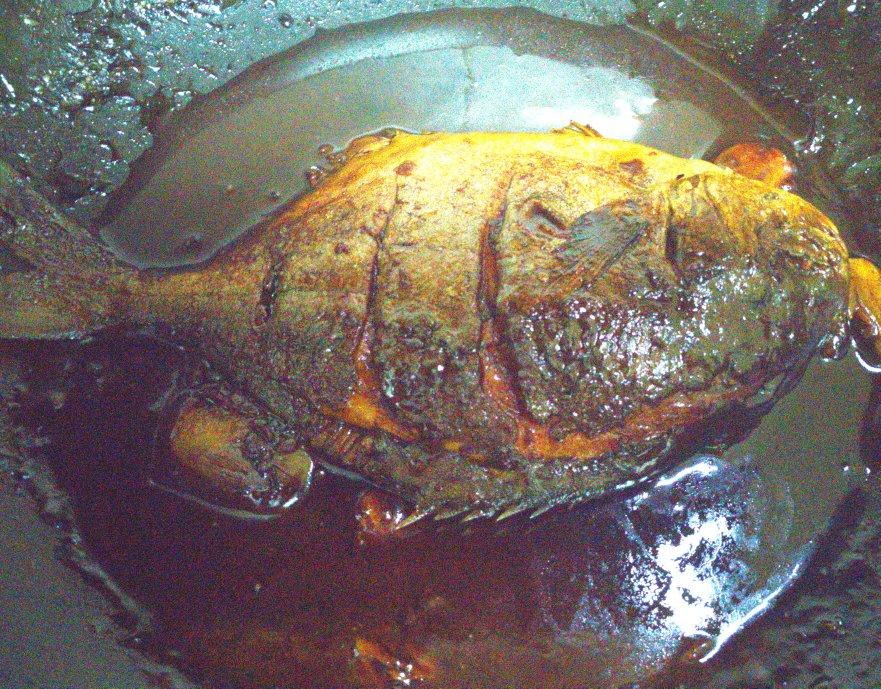 传统中式红烧平鱼