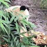 熊猫宝宝吖