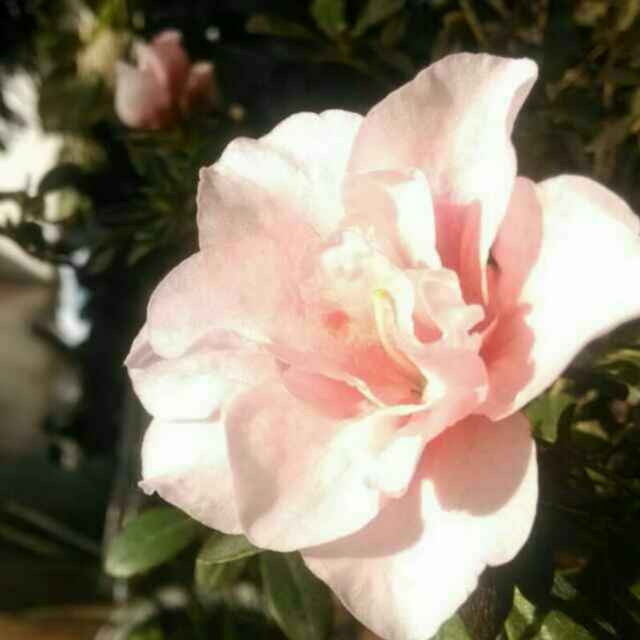 让妈妈惊讶的思暮