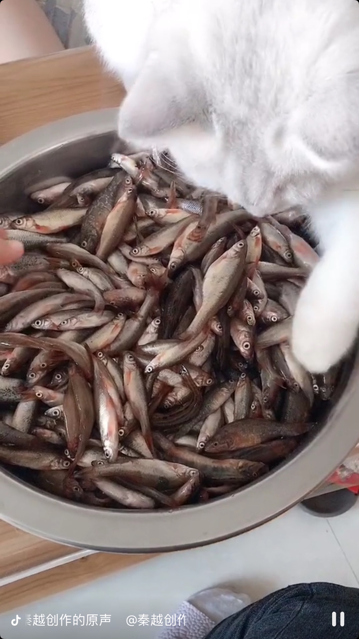 猫咪零食小鱼干的做法 步骤1