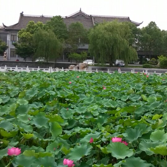 偷喝奶茶的猫