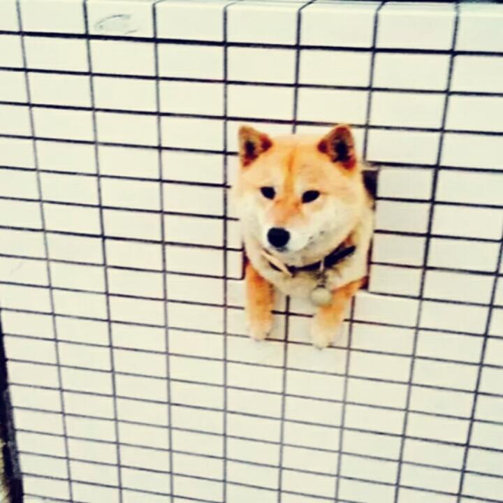 木木大人只会吃