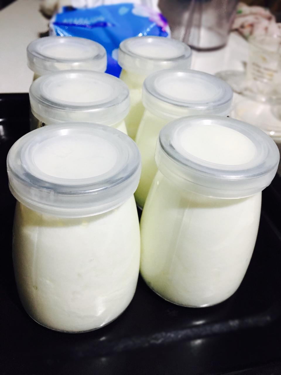 自制老酸奶