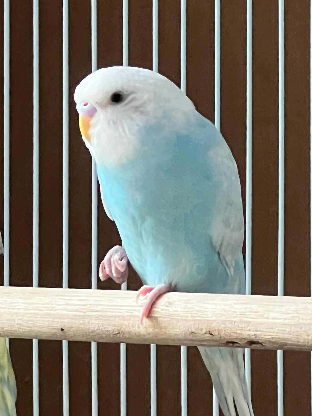 蓝宝宝
