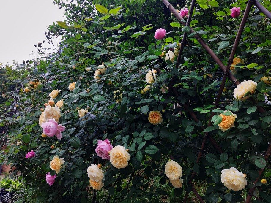 巴斯克烤焦芝士蛋糕