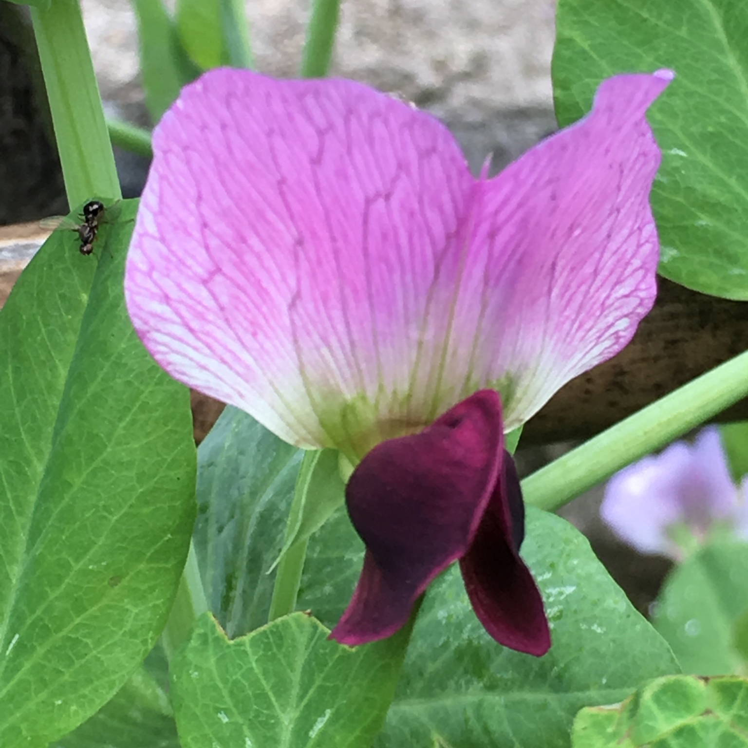 手机用户8325_6bmi