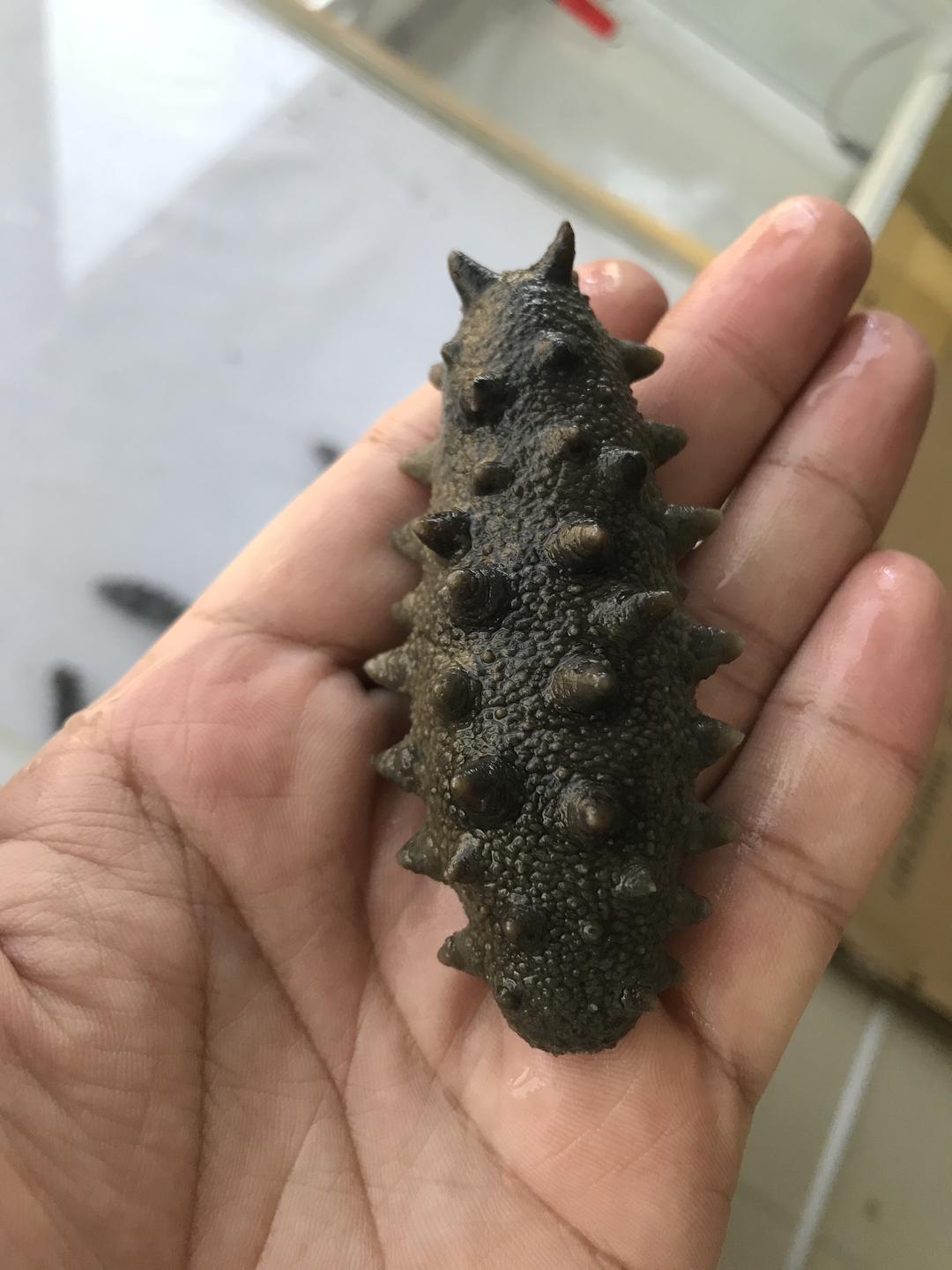 九年参王泡发三天后的做法 步骤6