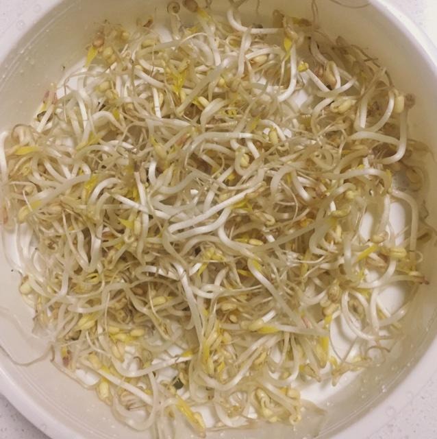 自发豆芽（可乐瓶发豆芽0失败！）