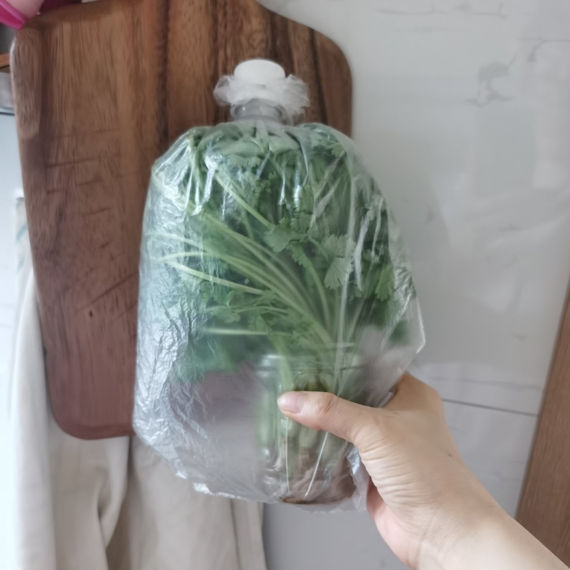 香菜保存方法：放冰箱养