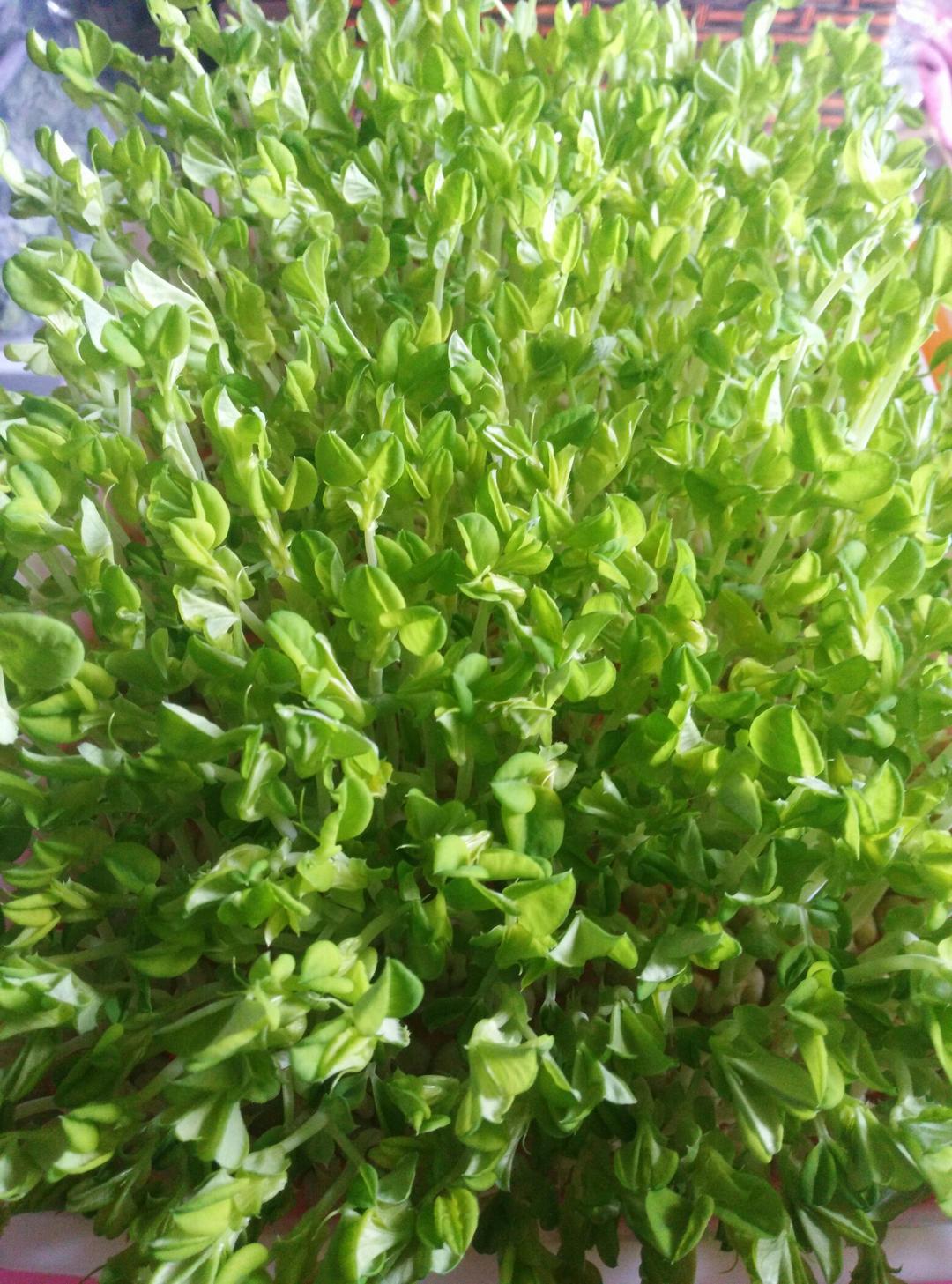 芽苗菜快速种植法（全程说明配图）