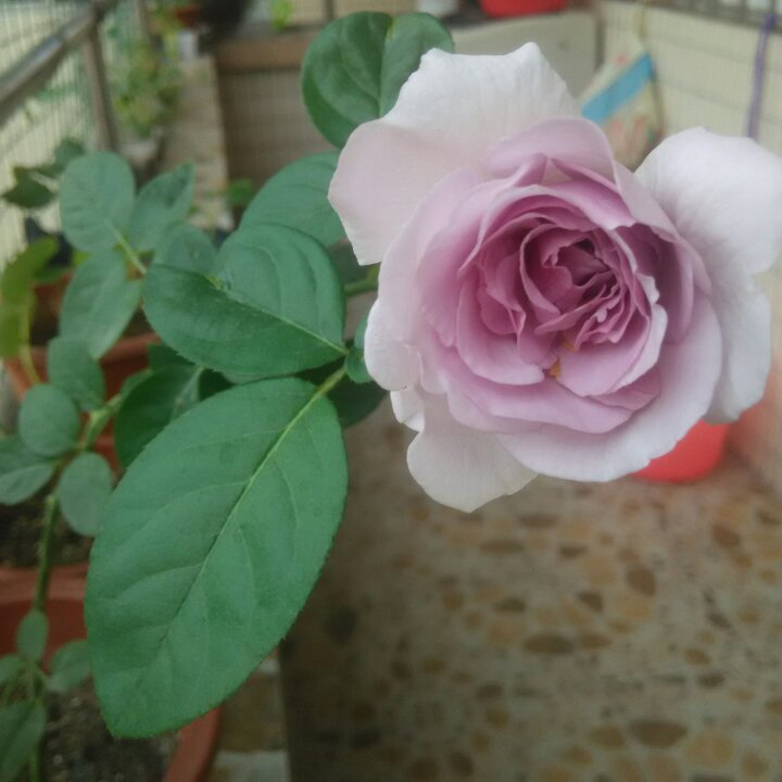 小小婵儿