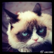 没脾气的娃娃菜