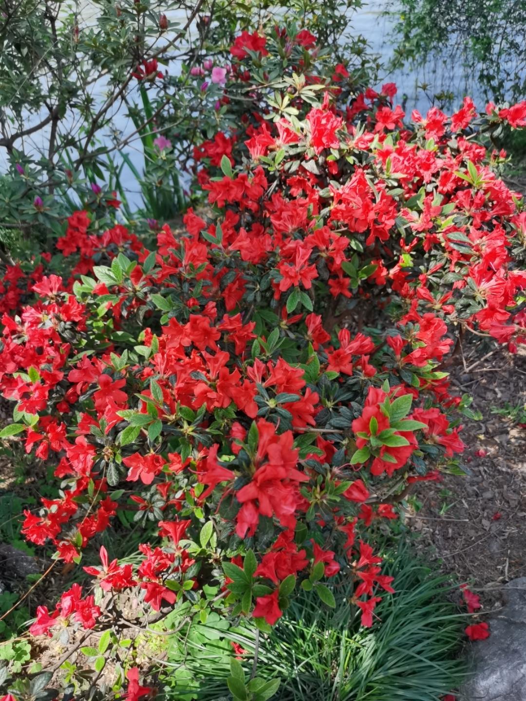 杜鹃花花
