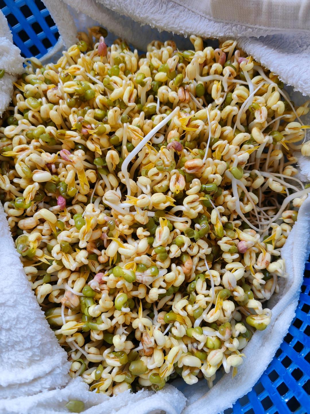 绿豆芽自制的健康